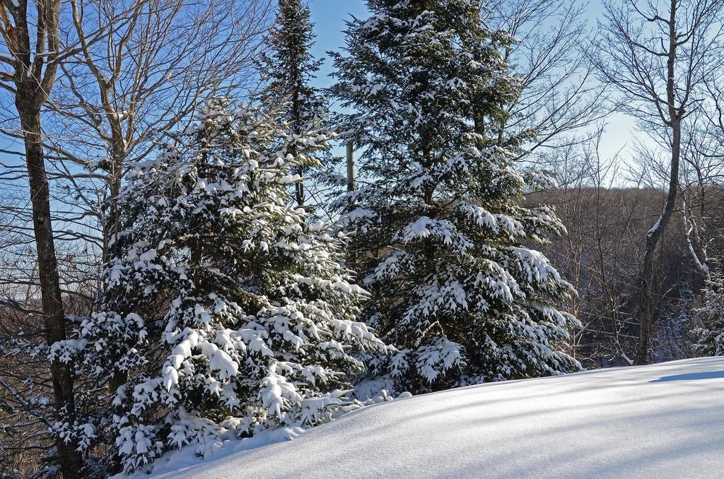 Jardin Du Village By Chez Tremblant Mont-Tremblant Cameră foto